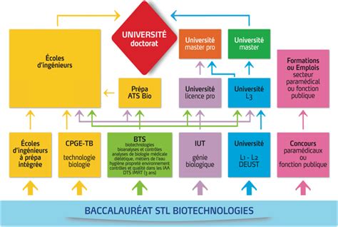 que faire après un bac stl|Que faire après un bac STL .